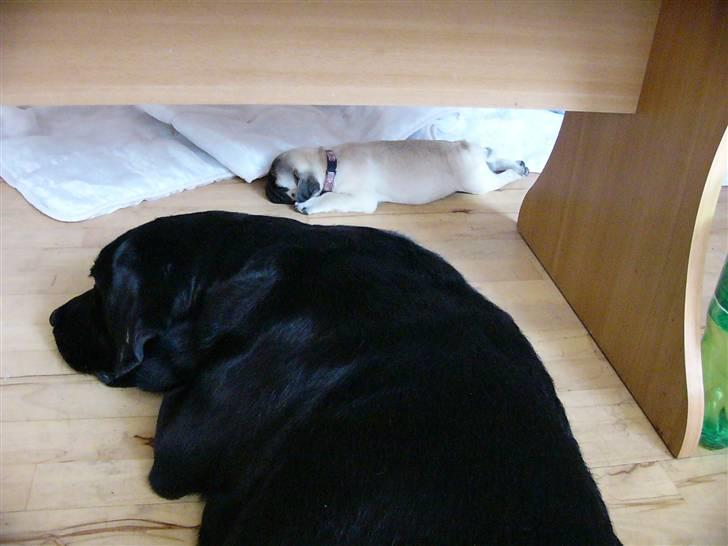 Mops Souvinier's Hilda (Donna) - Når man går kold - så går man kold... billede 10