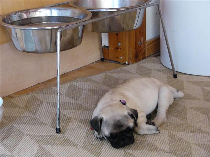 Mops Souvinier's Hilda (Donna) - Typisk Donna - Ha ha.. ingen slipper forbi madskålen uden jeg opdager det.. ;) billede 11