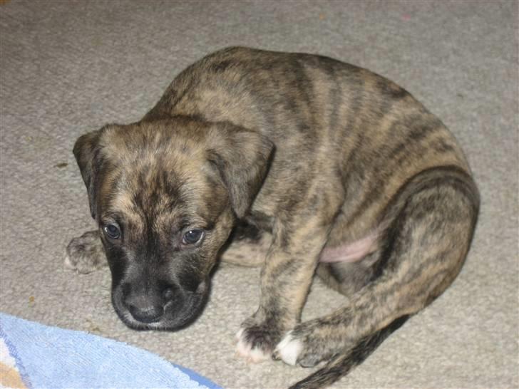 Blanding af racer Csibész - Jeg skal altså lige klø mig mor  billede 5