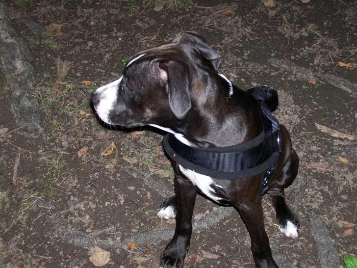 Amerikansk staffordshire terrier Camí billede 6