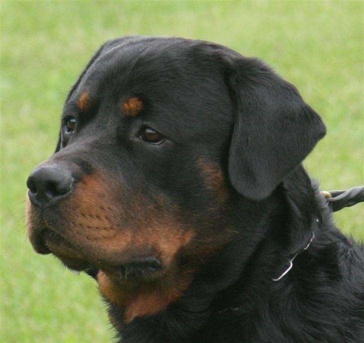 Rottweiler Jondia's benjo - 2 år       Foto taget af Kennel haiki´s billede 10