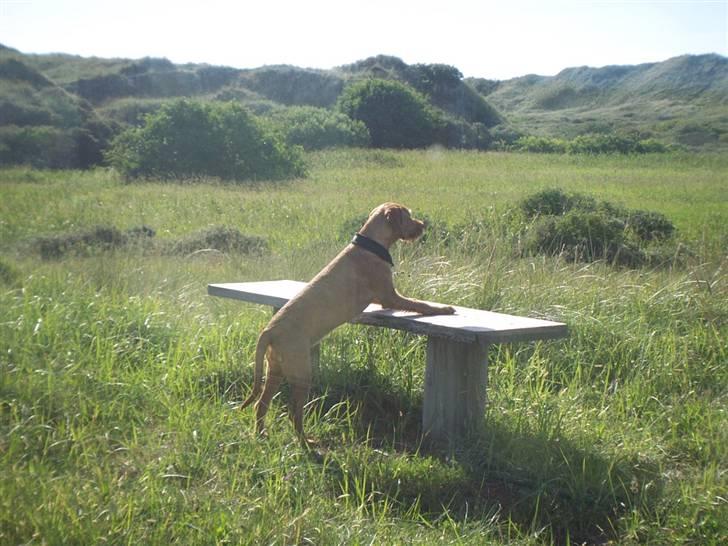 Basset fauve de bretagne Fendi billede 11