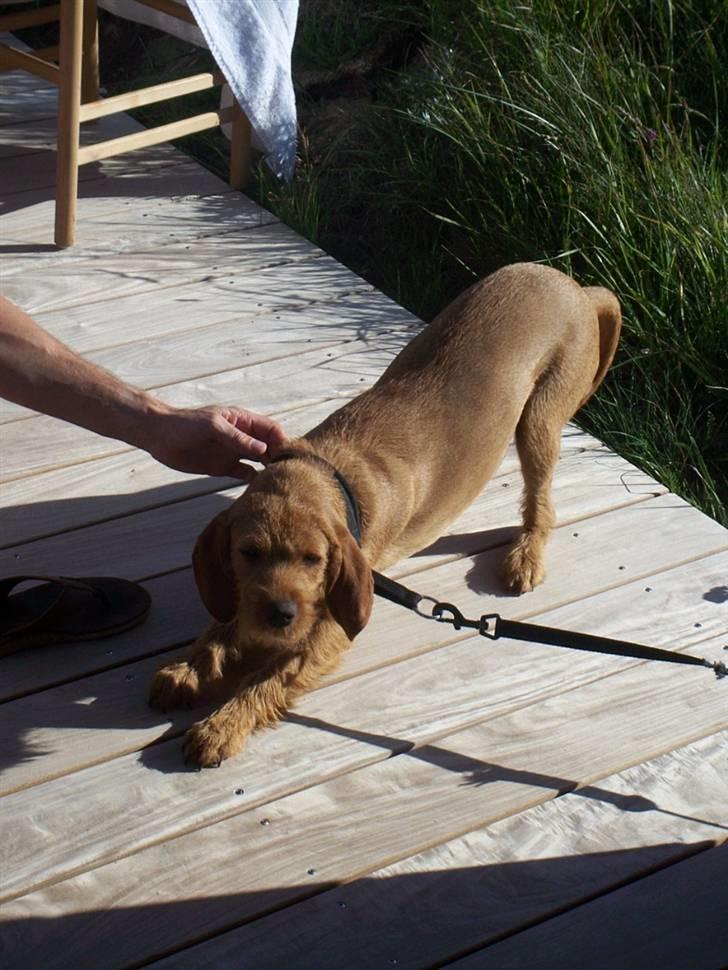 Basset fauve de bretagne Fendi billede 12