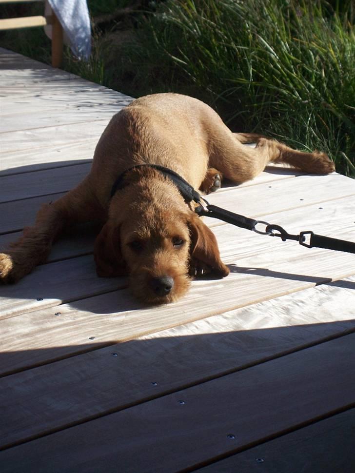 Basset fauve de bretagne Fendi billede 13