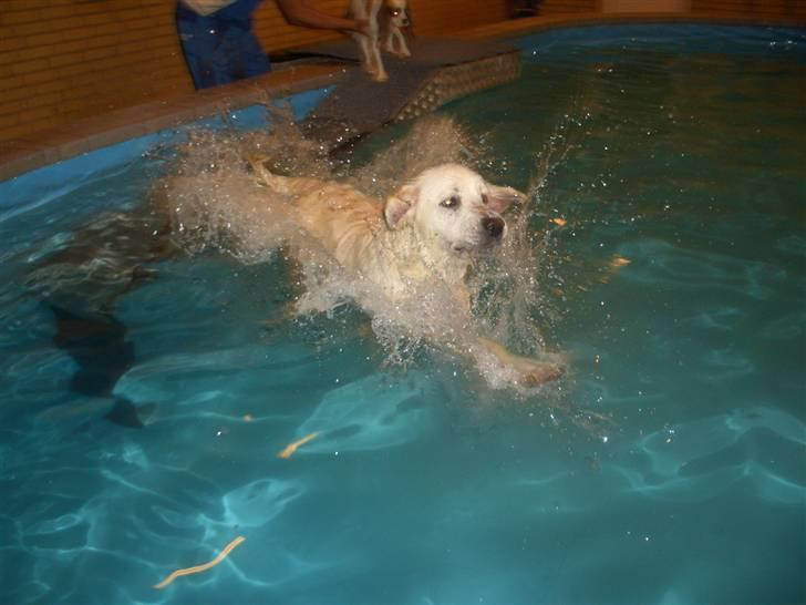 Golden retriever Eddie billede 9