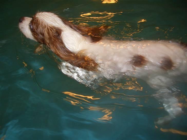 Cavalier king charles spaniel Fluffy - fluffy padler alt hvad hun kan for at komme op af det fæle vand.. føj det er vådt.. billede 13