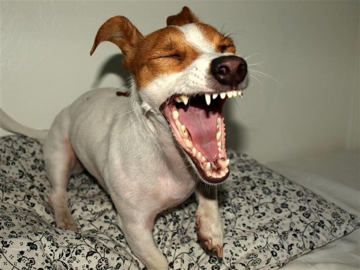 Jack russell terrier » Haldumlunds My Shela « billede 8