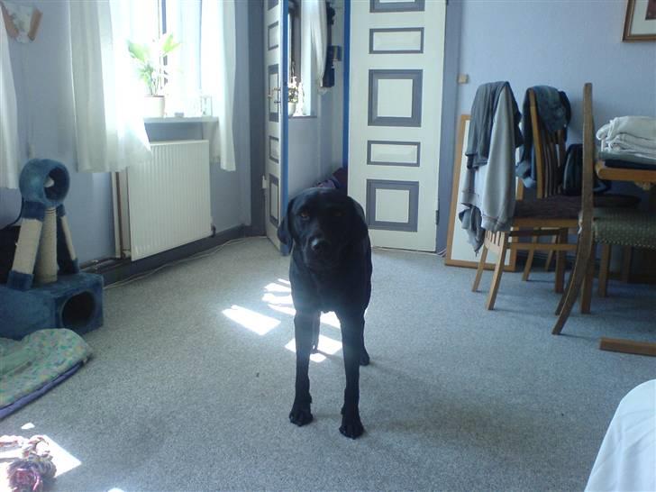 Labrador retriever napoleon billede 2