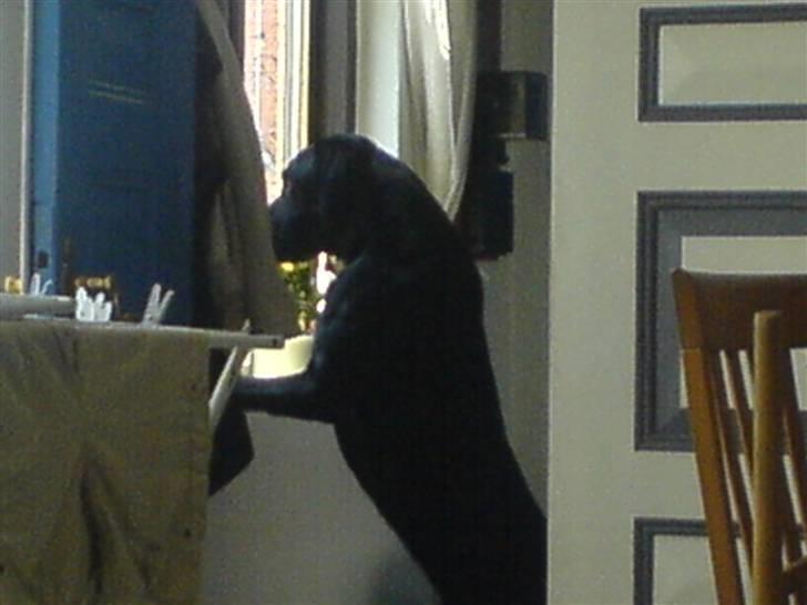 Labrador retriever napoleon billede 3