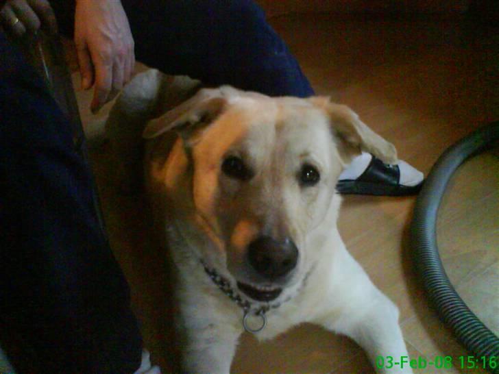 Labrador retriever Tusse billede 12