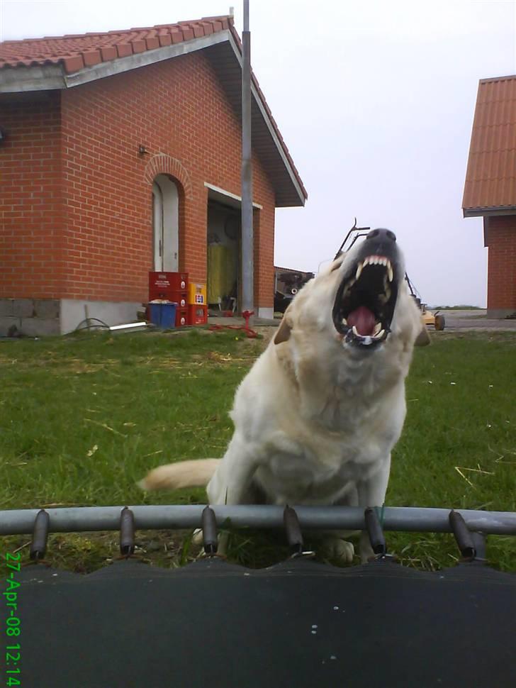 Labrador retriever Tusse billede 13