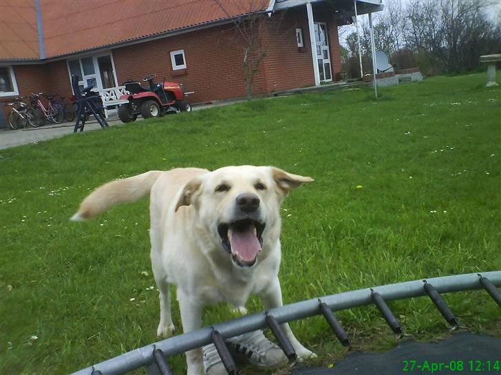 Labrador retriever Tusse billede 16