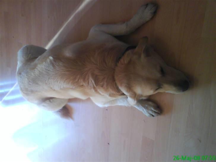 Labrador retriever Tusse billede 17