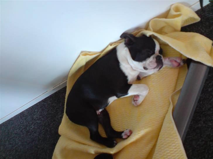 Boston terrier Tim - Tim er med mor på arbejde billede 3