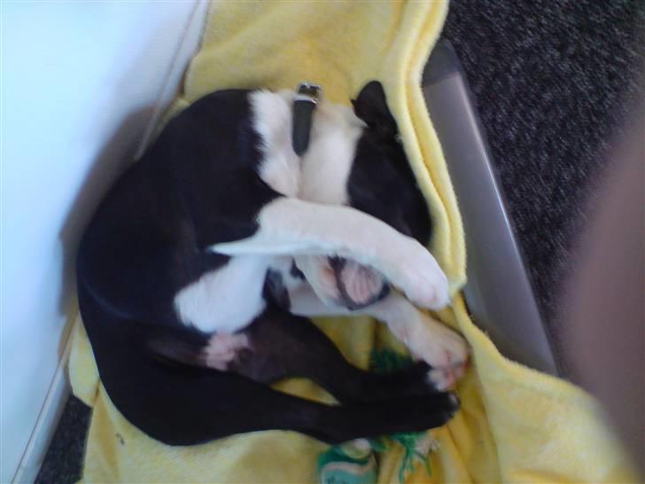 Boston terrier Tim - Og endnu engang på arbejde billede 4