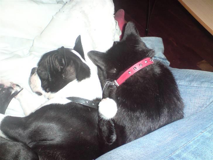 Boston terrier Tim - Så gav katten endelig efter for sin lyst til at gerne vil sove med tim men ikke helt ville indrømme billede 5