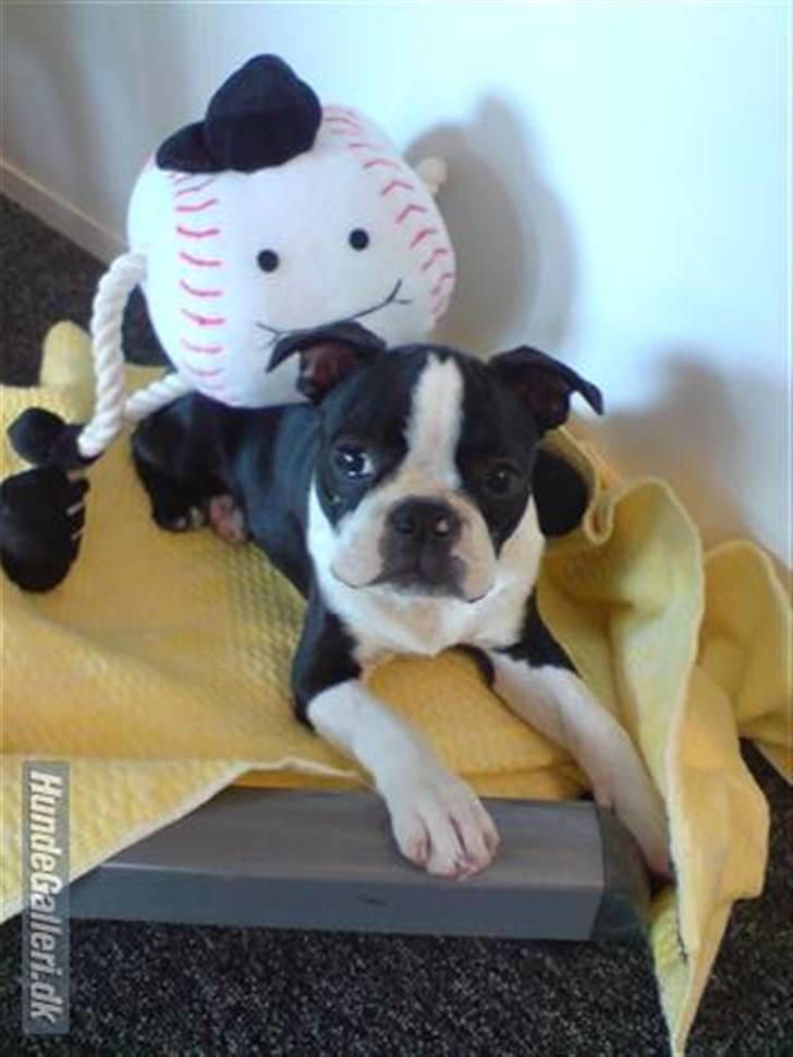 Boston terrier Tim - Tim og boldemanden billede 6