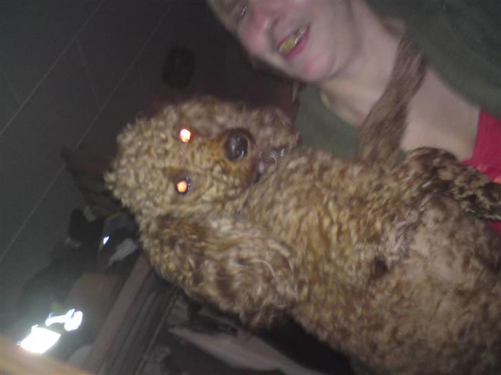 Mellempuddel Fie billede 3