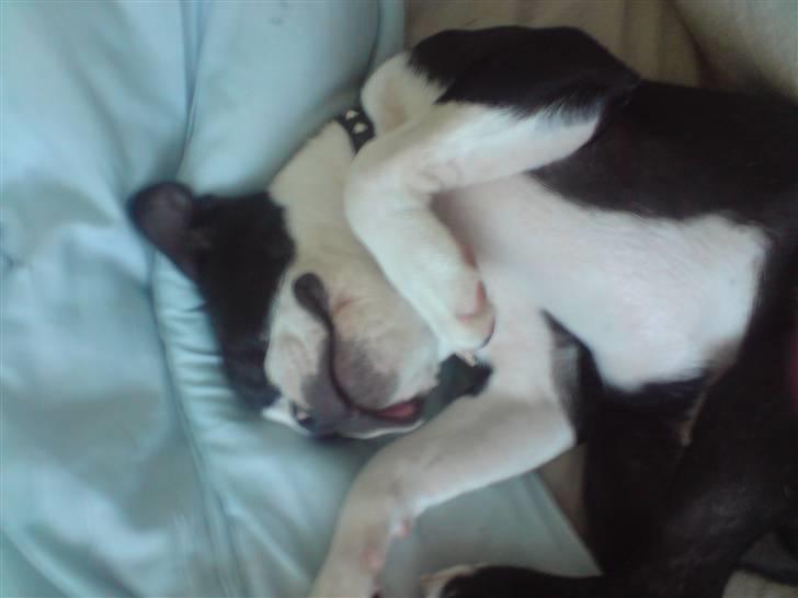 Boston terrier Tim - Tim der får sig en ordentlig skraber billede 7