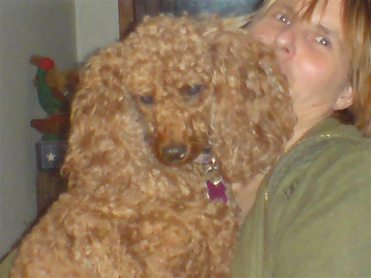 Mellempuddel Fie billede 4