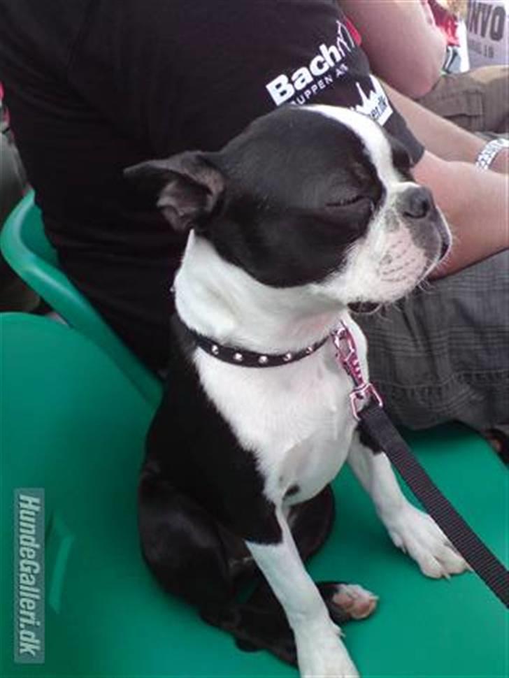 Boston terrier Tim - Tim til DTC på Jyllandsringen billede 8