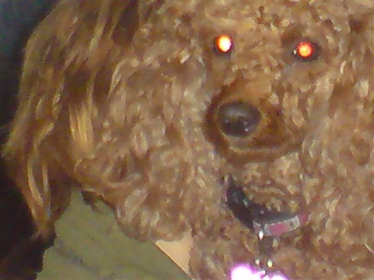 Mellempuddel Fie billede 5