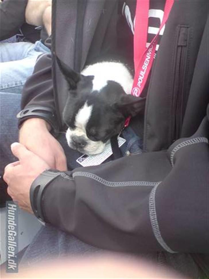 Boston terrier Tim - Det blev lidt koldt billede 9