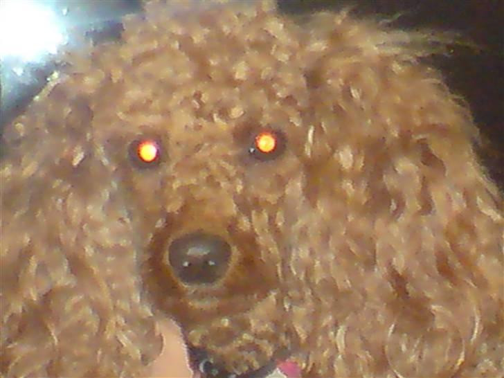 Mellempuddel Fie billede 6