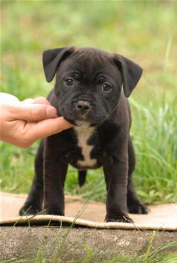 Staffordshire bull terrier AngelicStaff Magic Mollie billede 14