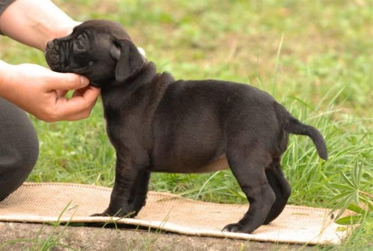 Staffordshire bull terrier AngelicStaff Magic Mollie billede 15