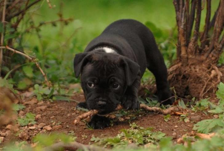 Staffordshire bull terrier AngelicStaff Magic Mollie billede 16