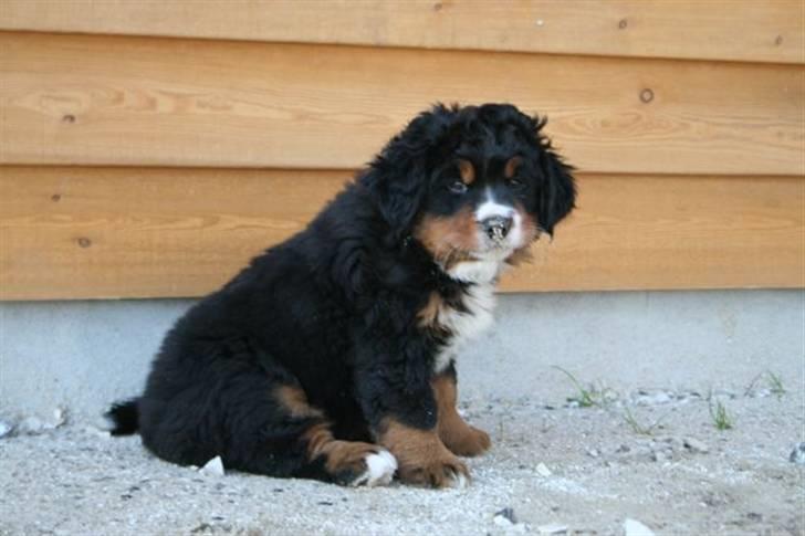 Berner sennenhund Bel`Royal`s Cocio - Lille Cocio på 7 uger billede 1