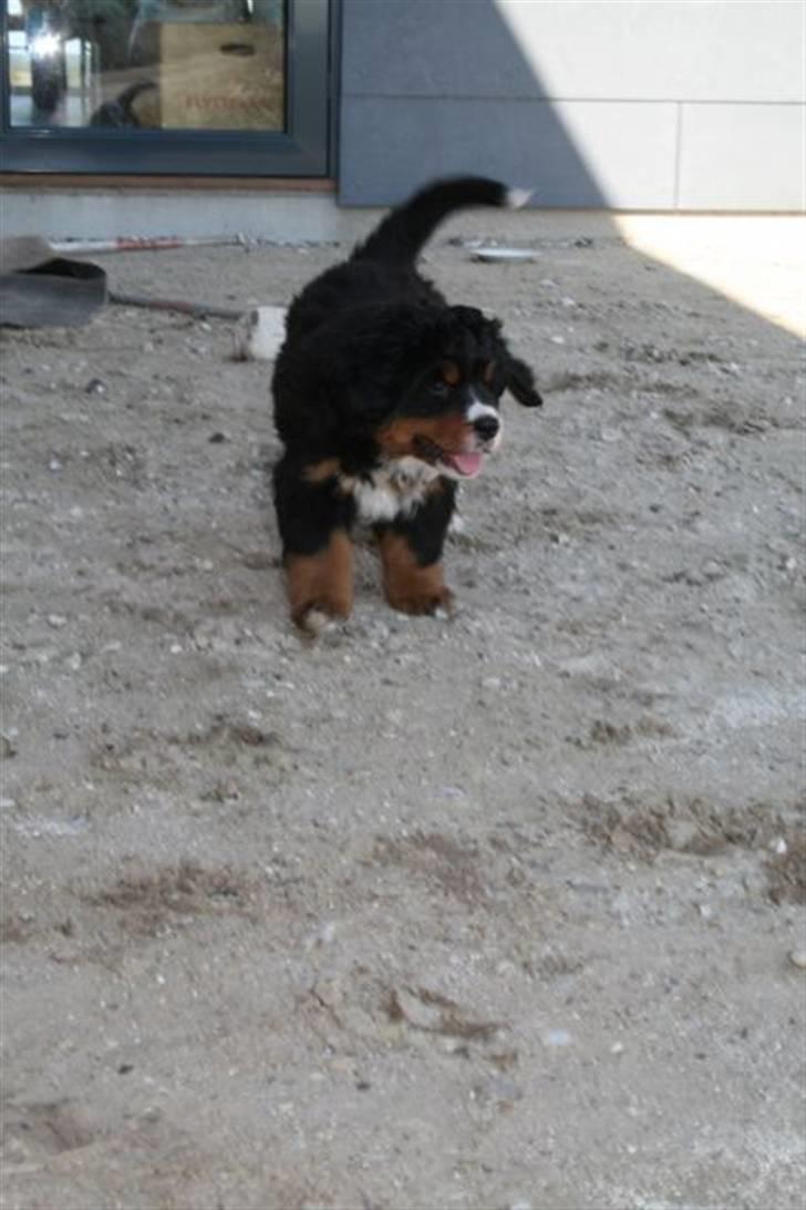 Berner sennenhund Bel`Royal`s Cocio - cocio i fri dressur billede 2