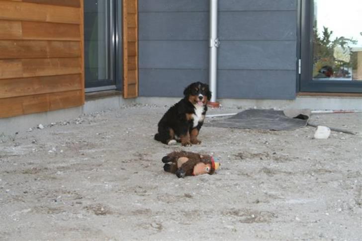 Berner sennenhund Bel`Royal`s Cocio - Lille og nuttet billede 3