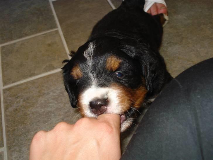 Berner sennenhund Bel`Royal`s Cocio - Cocio 5 uger gammel med nogle meget skarbe bisser billede 4