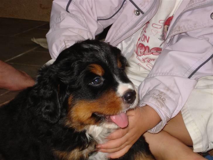 Berner sennenhund Bel`Royal`s Cocio - putter med min datter billede 5