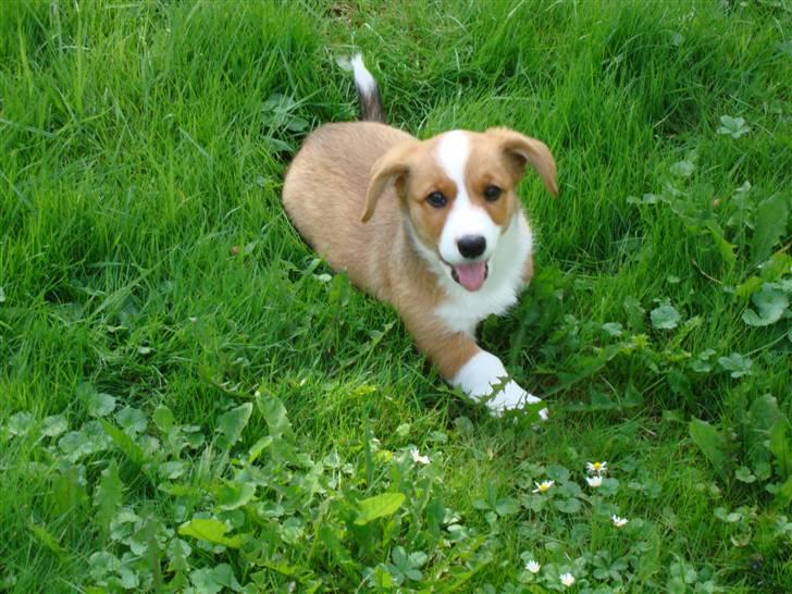 Welsh corgi cardigan Èowyn - 9 uger og endnu frækkere billede 17