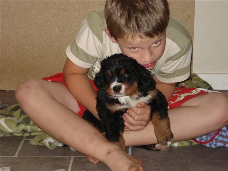 Berner sennenhund Bel`Royal`s Cocio - putter lidt mod sin vilje med min søn billede 6