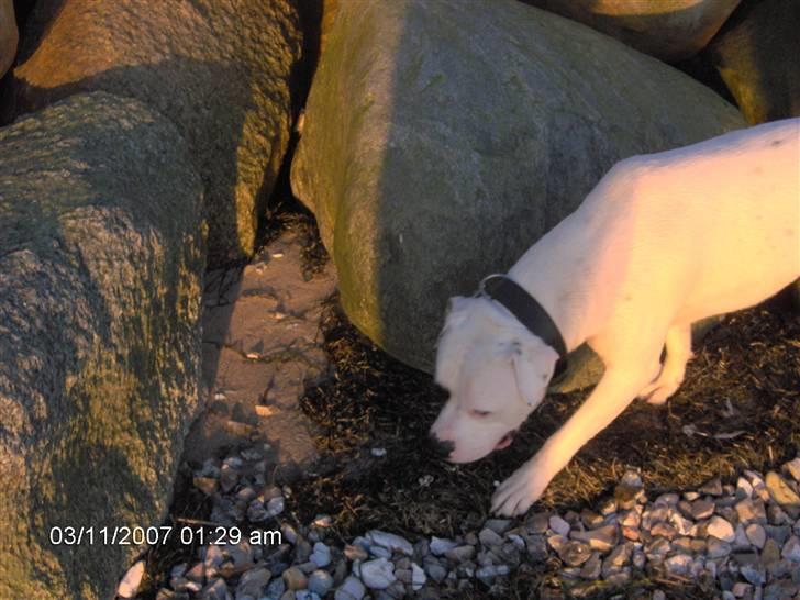 Amerikansk bulldog Tjiko *RIP* Love Ya billede 2