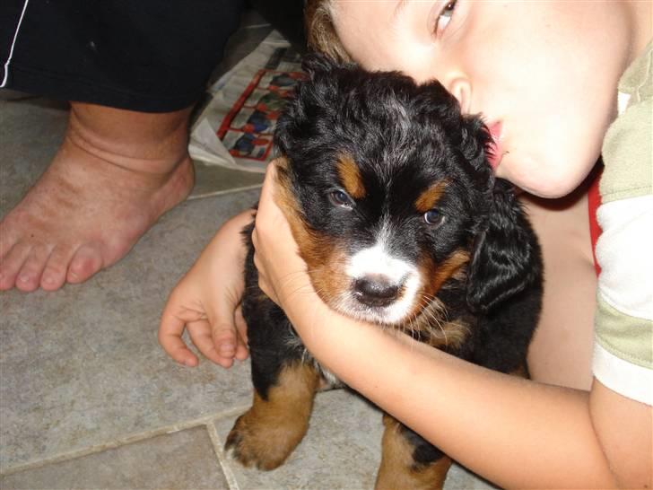 Berner sennenhund Bel`Royal`s Cocio - Hun skulle jo lige have kysinden vi kørte hjem billede 7