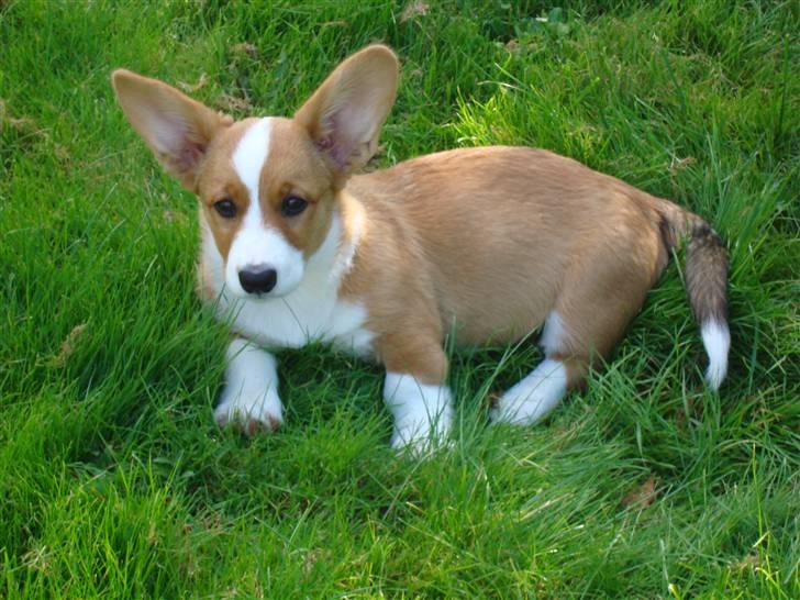 Welsh corgi cardigan Èowyn - Så er man blevet 12 uger billede 18