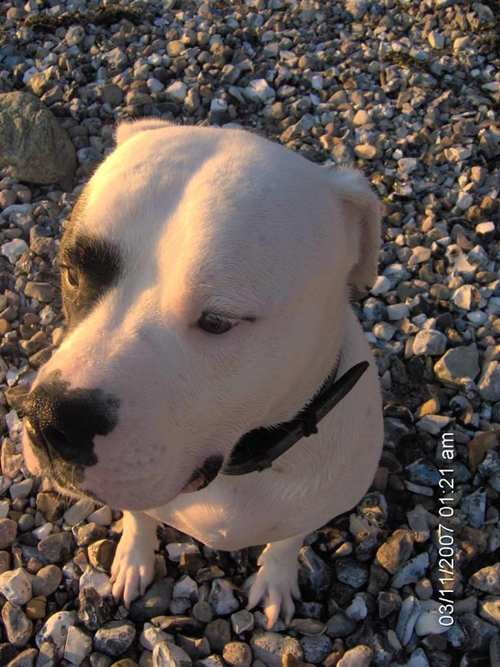 Amerikansk bulldog Tjiko *RIP* Love Ya billede 5