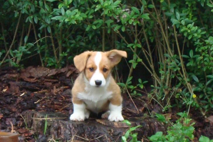 Welsh corgi cardigan Èowyn - det er et meget fint halvt løftet venstre øre billede 19