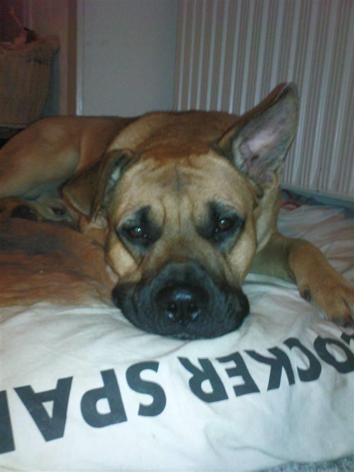 Blanding af racer Tyson billede 19