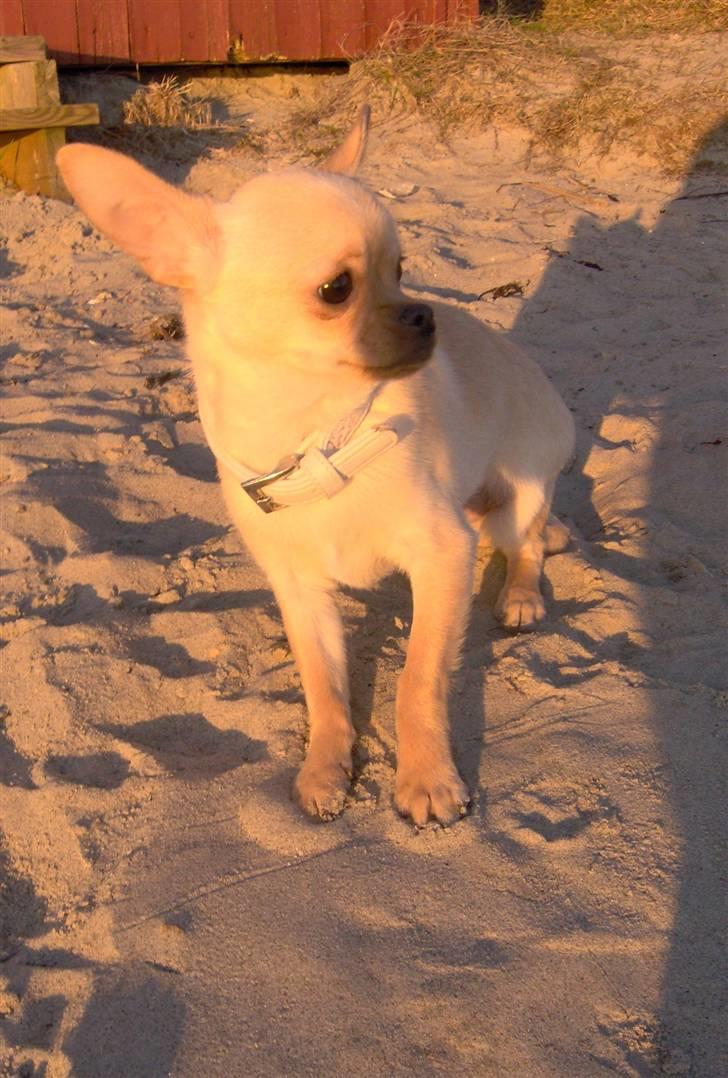 Chihuahua Jack billede 1