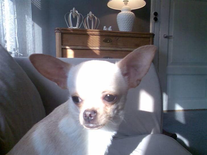 Chihuahua Jack billede 2