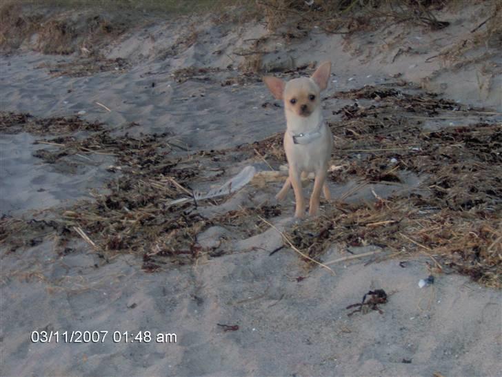 Chihuahua Jack billede 3