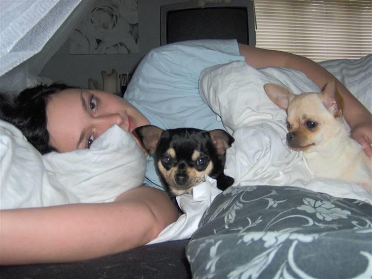 Chihuahua Jack billede 4