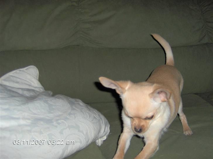 Chihuahua Jack billede 5