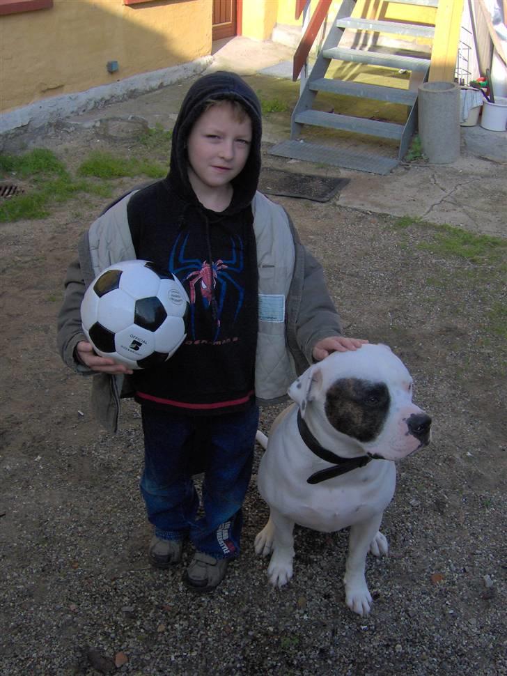 Amerikansk bulldog Tjiko *RIP* Love Ya billede 6